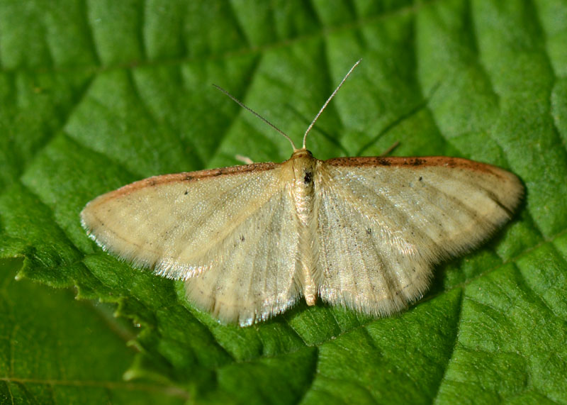 Geometridae Idaea sp